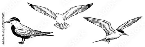 Fotografie Seagulls and Terns Set in Vintage Engraving Style, Flying and Standing Sea Birds