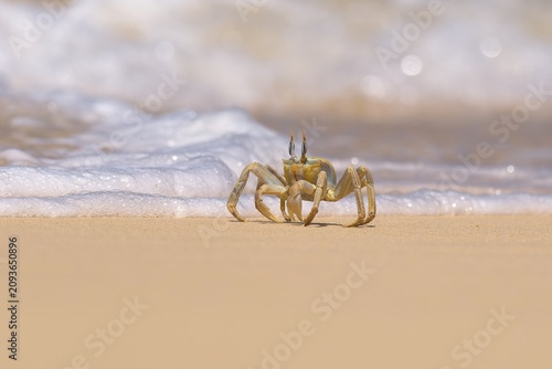 Shallow focus of a Tufted ghost crab (Ocypode cursor) on a sandy beach - Boa Vista, Cape Verde.