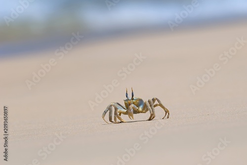 Shallow focus of a Tufted ghost crab (Ocypode cursor) on a sandy beach - Boa Vista, Cape Verde.