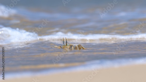 Shallow focus of a Tufted ghost crab (Ocypode cursor) on a sandy beach - Boa Vista, Cape Verde.