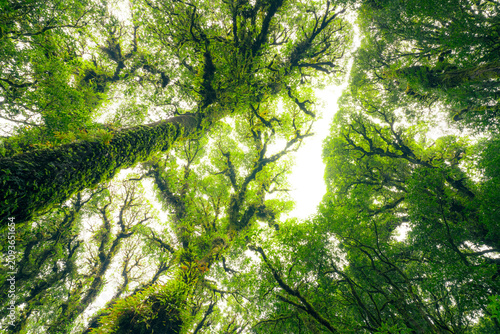 Fotografi Green tree forest with sunlight through green leaves
