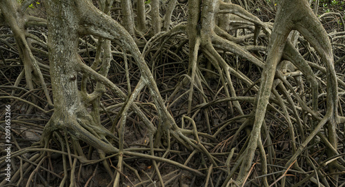 Foto Mangrove tree roots in coastal wetland