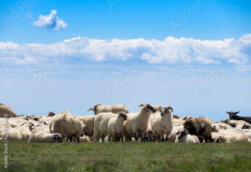 Sheep farm - sheep farming - concept. Flock of sheep in the mountains. 