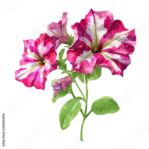 Petunia Bouquet, watercolor design element isolated on white background