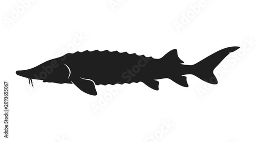 Sturgeon Silhouette Against A White Background Minimalist Aquatic Illustration