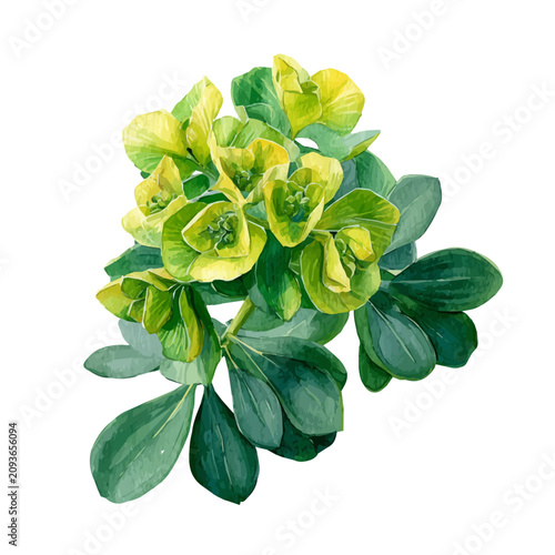 Bild auf Leinwand Detailed watercolor painting of Euphorbia, isolated on white background