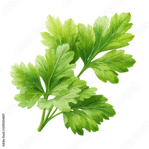Watercolor illustration of Parsley Leaf, isolated on white background