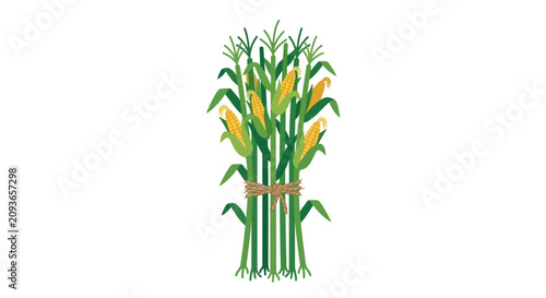 Tied corn stalks with ripe ears vector illustration autumn harvest farm decoration