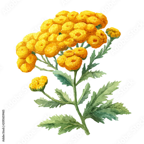 Tansy Flower, isolated watercolor element on white background