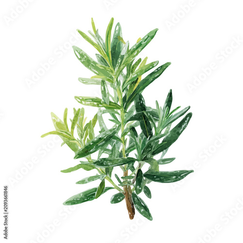 Hand-painted watercolor artwork of Rosemary, isolated on white background