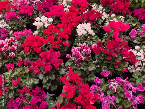 Cyclamen persicum Hybride (Alpenveilchen)