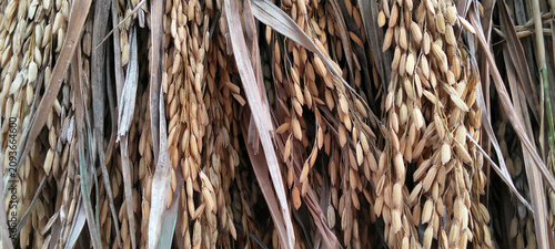 A close-up photo showing the detailed texture of dry rice grains.