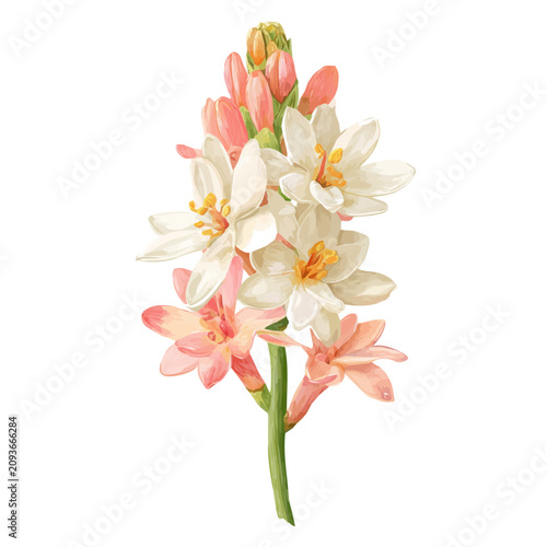 Foto Tuberose Flower, watercolor illustration isolated on white background