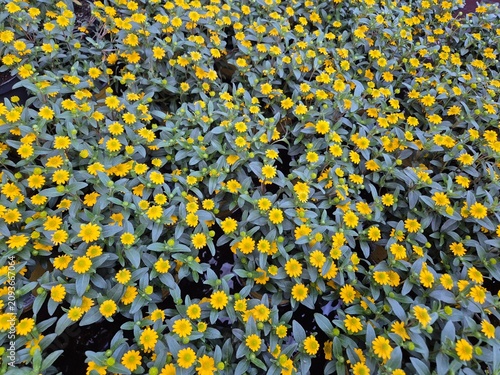 Sanvitalia procumbens (Husarenköpfchen / Husarenknopf / Creeping Zinnia / Mexican Creeping Zinnia)
