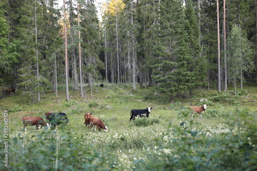 Foto cows grazing in a pasture