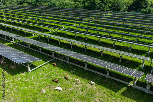 Sheep grazing in sustainable agrivoltaic solar farm