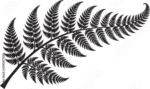Fotografie Black silhouette of a fern frond