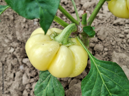 Macro shot of a yellow round sweet pepper growing in the garden. In Romania