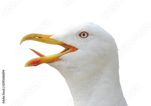 Head of a seagull on a summer day isolated on white