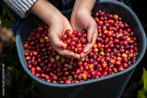 Frutos maduros, rojos, verdes y tostados del cultivo de café colombiano. Muestras de café pasilla, en pulpa, despepitado y tostado. 
