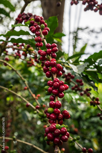 Frutos maduros, rojos, verdes y tostados del cultivo de café colombiano. Muestras de café pasilla, en pulpa, despepitado y tostado. 