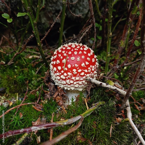 Photos fly agaric mushroom