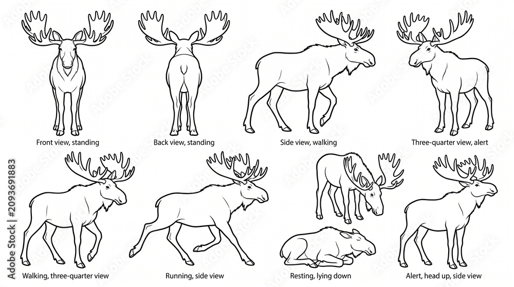 Fototapeta premium Bull Moose Poses Collection - Set of 8 Line Art Illustrations of Moose Standing, Walking, Running, and Resting