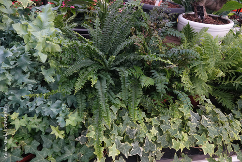 Lush Green Plants Create a Natural, Tranquil Indoor Garden Oasis for Relaxation and a Fresh Atmosphere