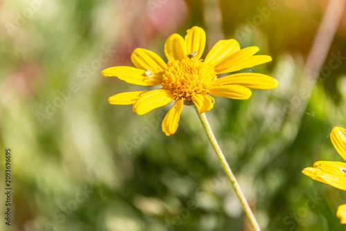Canvastavla Euryops chrysanthemoides pertenece a la familia Asteraceae.