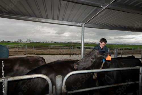 Liver and Blood Sampling in Dairy Cows