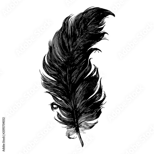 Detailed black feather drawing on white background