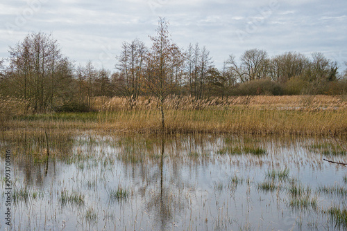Marsh landscape with shallow reflective water, dry reeds, and alder trees under a partly cloudy sky Bourgoyen nature reserve, Ghent, Flanders, Belgium 