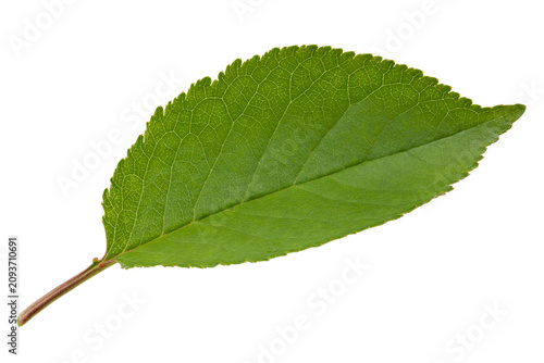 Foto Green plum leaf with veins and petiole isolated on white background close-up