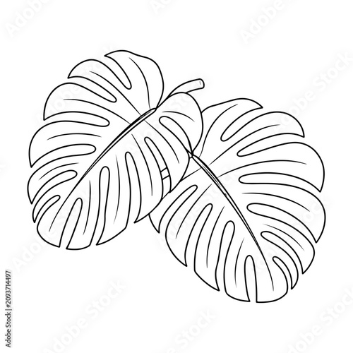 Monstera Leaves Line Art  vector design.