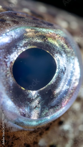 Close-up of a blue eye with water droplets.