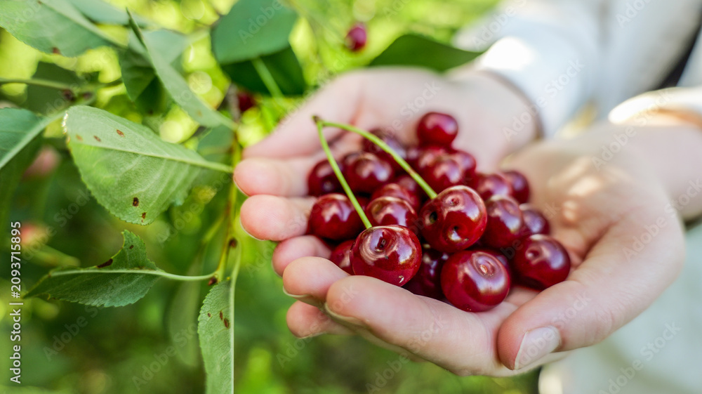 Fototapeta premium Hands holding freshly picked ripe cherries from a tree in a garden