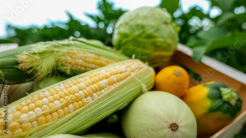 Freshly harvested corn and assorted vegetables in a wooden crate outdoors
