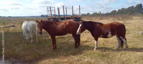 фотографія horses in the meadow
