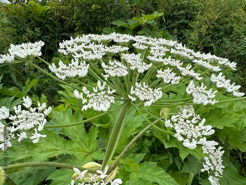 Inflorescences of Heracleum sosnowskyi closeup. A poisonous plant