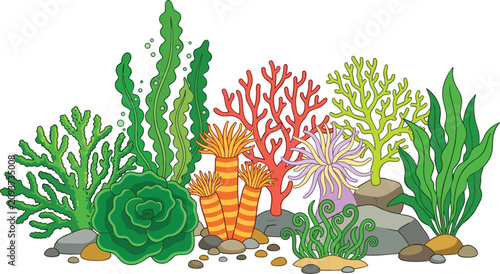 Photos Colorful underwater coral reef vector illustration with sea anemone seaweed and marine plants isolated on white background for aquarium design projects