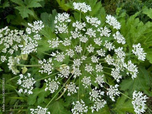 Inflorescences of Heracleum sosnowskyi closeup