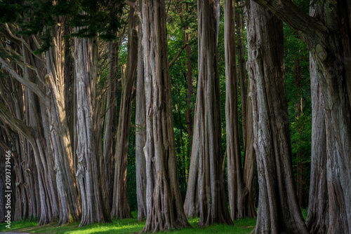 Mature Cupressus macrocarpa or Monterey Cypress trees tower over a green trail along the scenic Menai Strait on the Isle of Anglesey