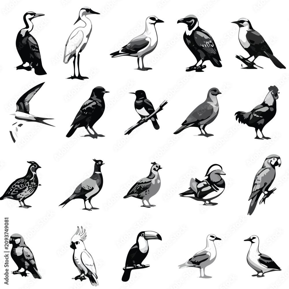 Obraz premium Black and White Bird Species Vector Illustration Collection