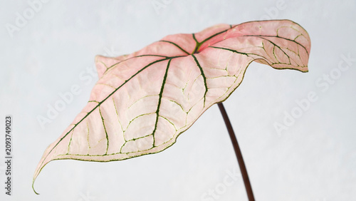 Tableau sur toile Close up of rare pink Caladium Spring Fling leaf with green vein patterns