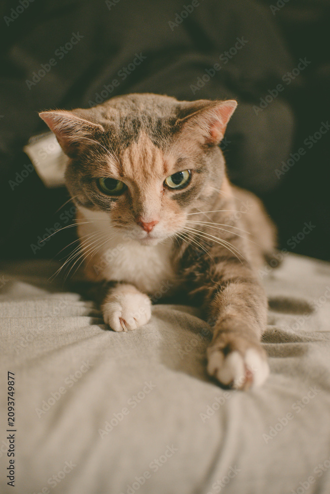 Fototapeta premium portrait of a cat