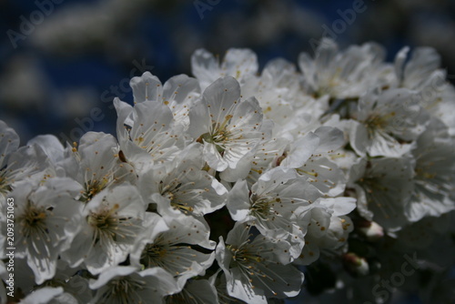 Foto Kirschblüten in der Nahansicht