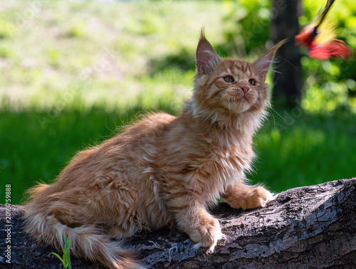 Ginger Maine Coon kitten resting on a log. Maine Coons are known as one of the largest breeds of domestic cat.
