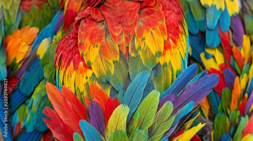 Fototapeta premium Close up macro of vivid parrot feathers. Layered colorful plumage with bright red, blue, yellow, and green textures. Tropical bird wing background, exotic nature abstract concept. feather, parrot, mac