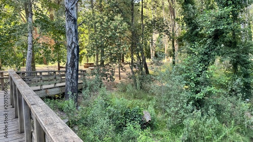 Scenic Dirt Path Winding Through Lush Green Forest Alongside Small River Stream