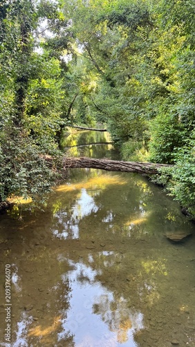 Tranquil Forest Stream with Clear Water Reflected Light surrounded by Dense Green Trees